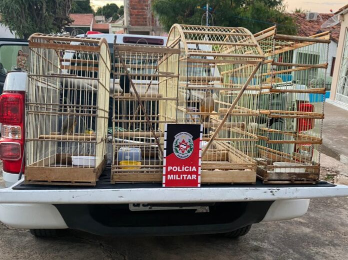Polícia Militar apreende aves silvestres e multa dono do cativeiro no município de Sousa