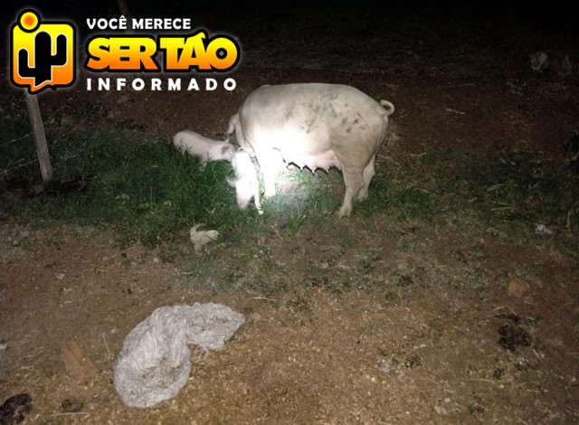 Trio tenta tenta furtar porcos, porém são flagrados pelo proprietário no município de Sousa