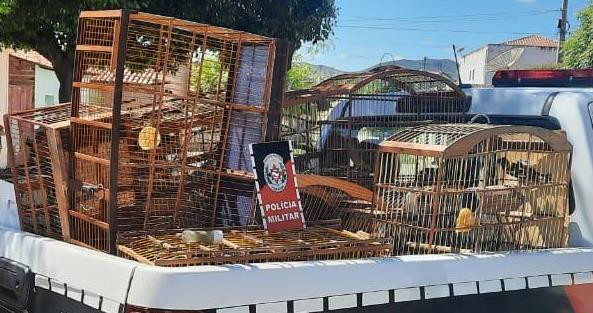 Polícia Ambiental apreende 14 aves silvestres no município de Conceição