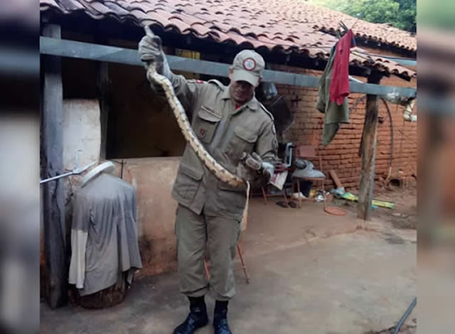 Jiboia de 1,2 metro é resgatada em telhado de casa na zona rural de Cajazeiras