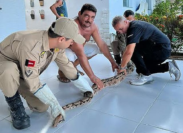 Bombeiros capturam cobra de quase três metros em residência no Distrito de São Gonçalo em Sousa