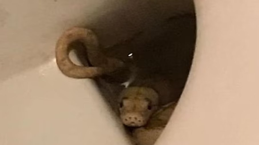 Homem vai ao banheiro, sente mordida em partes íntimas e descobre cobra dentro do vaso sanitário