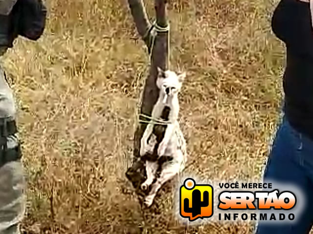 VÍDEO: Gato é encontrado morto amarrado em árvore com cigarro na boca, usado para ritual de magia negra em Sousa