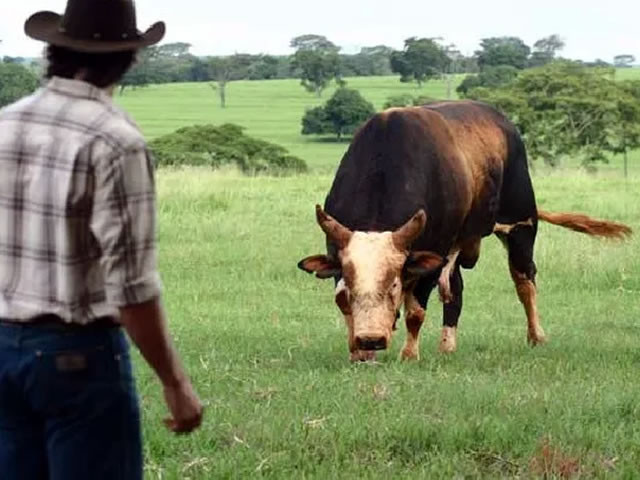 Agricultor morre após ser chifrado por boi na zona rural de Condado