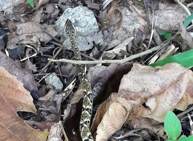 Moradora da zona rural de São José de Piranhas morre no HRC após sofrer picada de cobra