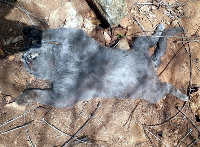 PM apreende espingardas em ocorrência de maus tratos a animais em São José da Lagoa Tapada