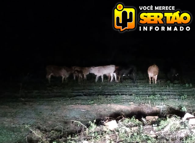 Polícia Civil recupera gado furtado de sousense em São Domingos