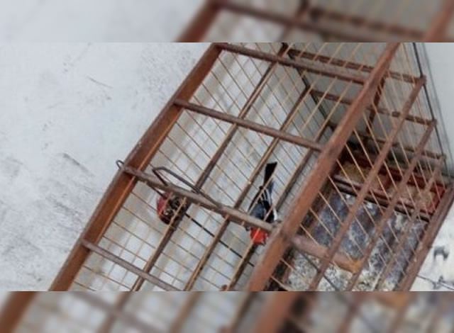 Polícia Civil de Pombal conduz mulher à Delegacia por crime ambiental