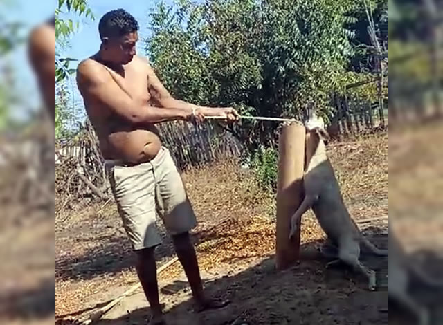 Ex-presidiário é preso após agredir companheira e matar cachorro enforcado, em Sousa