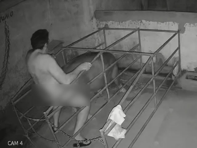 VÍDEOS: Homem é flagrado praticando sexo com porca em Cachoeira do Índios
