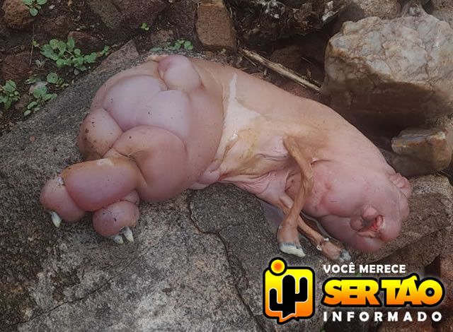 Anomalia: Homem encontra filhote resultante de suposto cruzamento entre porco e ovelha, no Sertão da Paraíba
