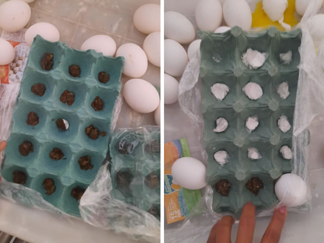 Visitantes são presos após tentarem entrar com drogas em bandejas de ovos no Presídio Padrão de Cajazeiras