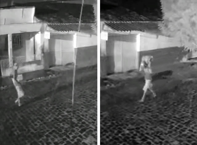 VÍDEO: Gatuno pratica furto em lanchonete na cidade de Sousa; câmeras registraram ação criminosa