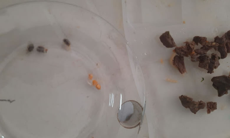 Policiais penais apreendem drogas escondidas em carne no Presídio Padrão de Cajazeiras