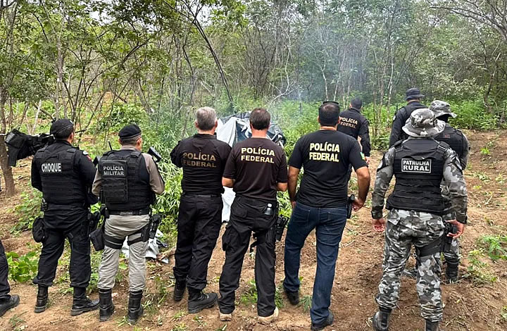 Polícia destroe plantio de maconha e apreende armas no Sertão da Paraíba