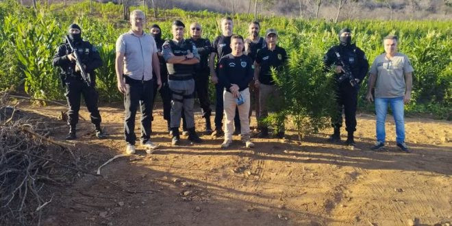 Plantação com mais de 60 mil pés de maconha é localizada e destruída no Sertão da Paraíba