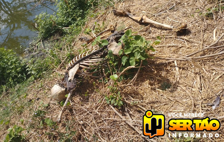 Ossada humana é encontrada na cidade de pombal; PM foi acionada